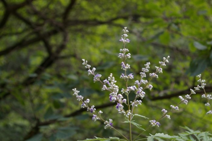 野花