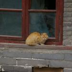 小猫