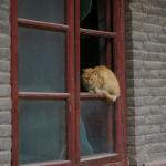 小猫