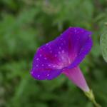 IMGP2475
