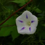 IMGP2476