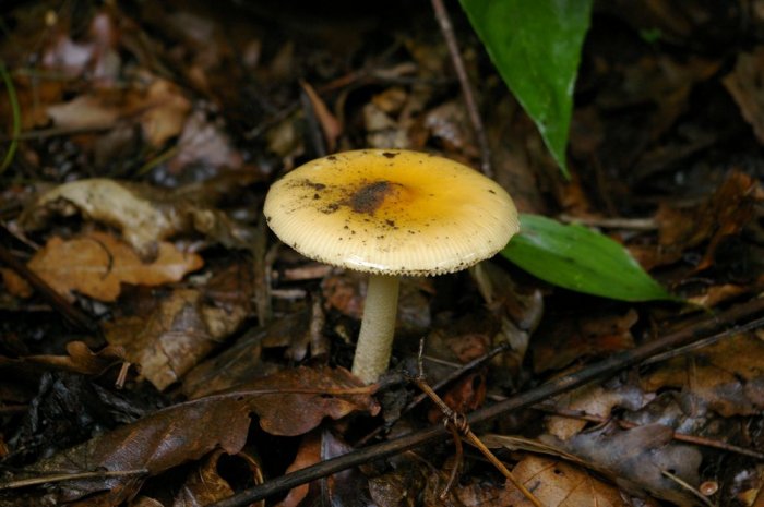 I蘑菇