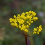 小黄花