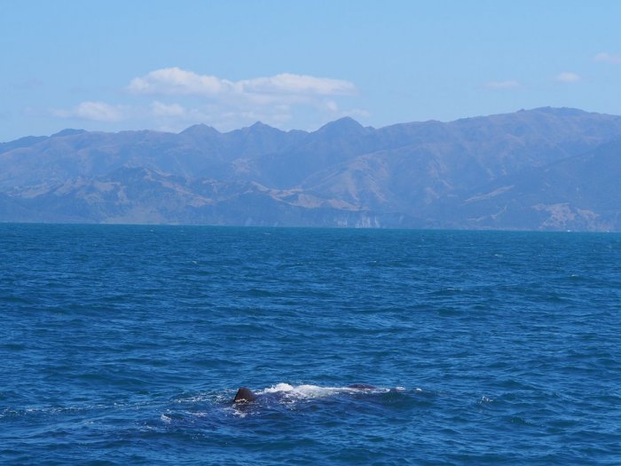 浮在水面上的鲸鱼