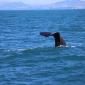 鲸鱼的大尾巴