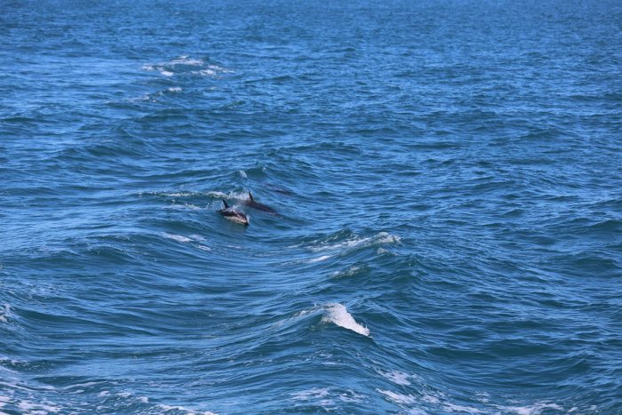 三只海豚
