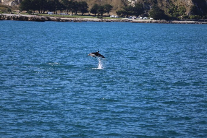 跃出海面的小海豚