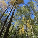 Arrowtown