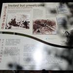 Arrowtown里的华人居住区