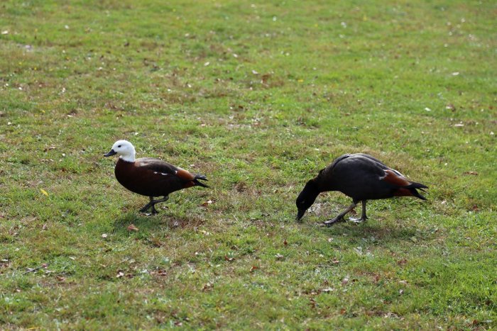Glenorchy草地上的野鸭