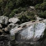 Milford Sound的海豹