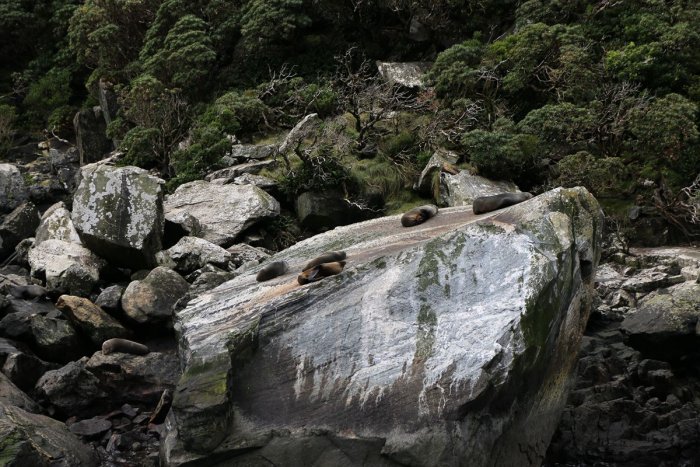 Milford Sound的海豹
