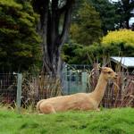 Invercargill皇后公园