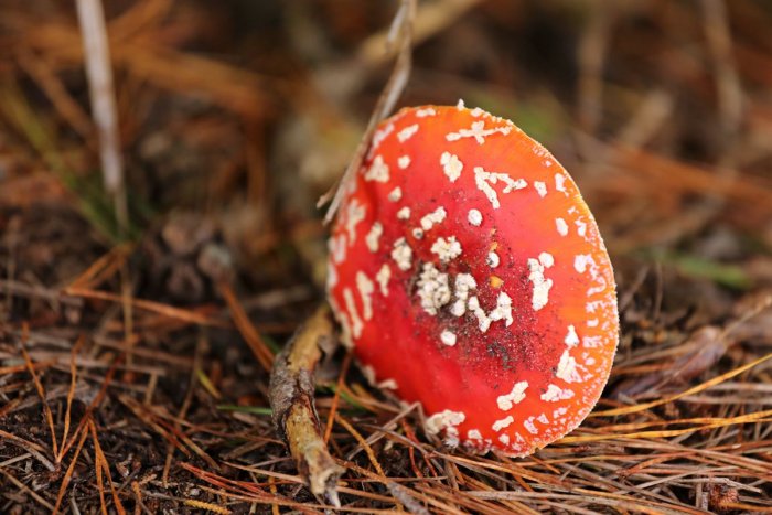 Ulva岛上的大蘑菇