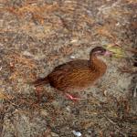 Ulva岛上的Weka