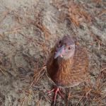 Ulva岛上的Weka