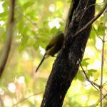 Ulva岛上的Bellbird