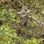Stewart Island上的Tui